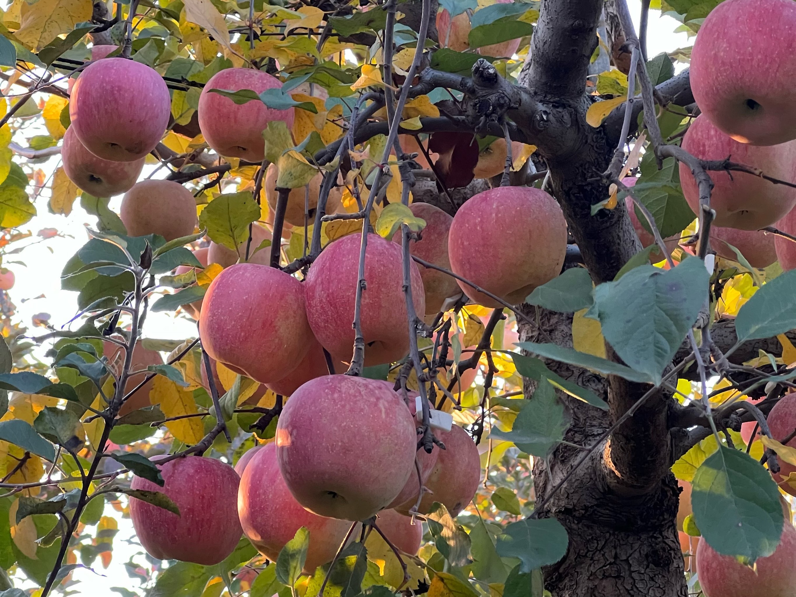深化农文旅融合 赋能乡村振兴